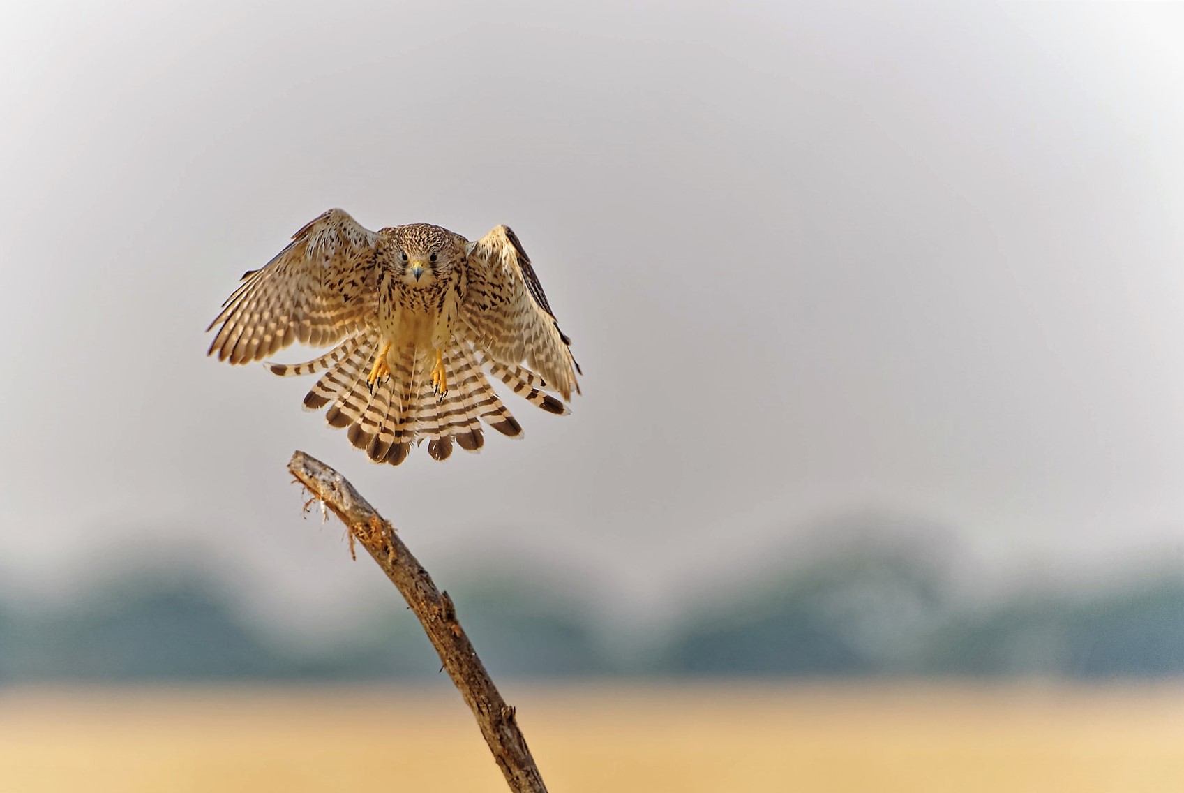 DSC04732_DxOCommonKestrel.jpg