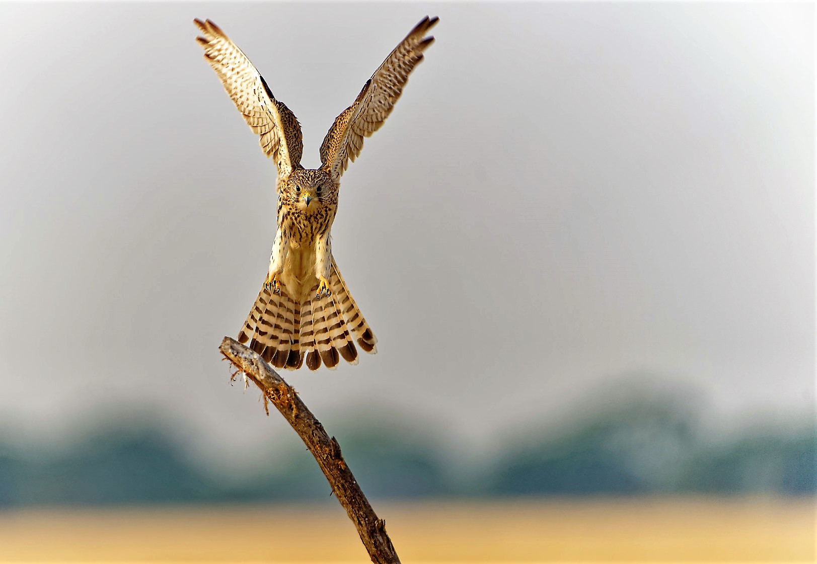 DSC04733_DxOCommonKestrel.jpg