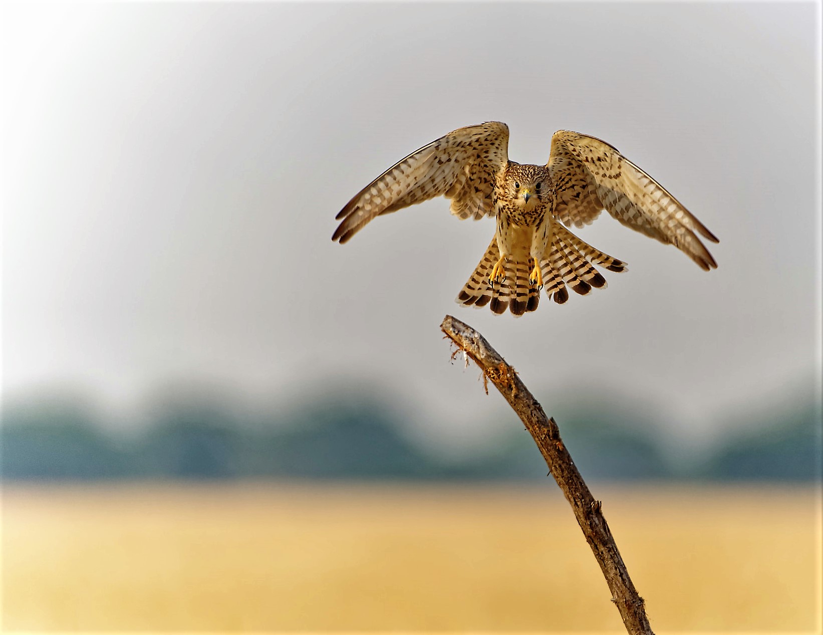 DSC04735_DxOCommonKestrel.jpg