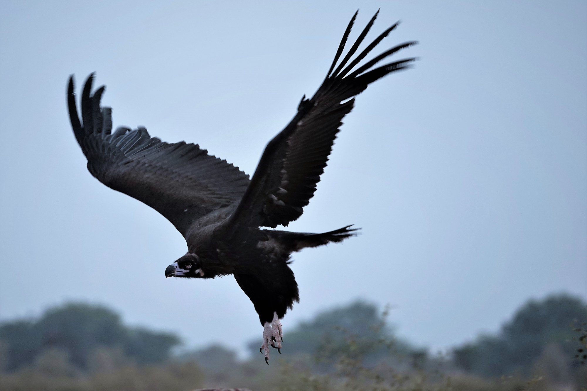 DSC06290_CinerousVultureBikaner27Nov2018.jpg