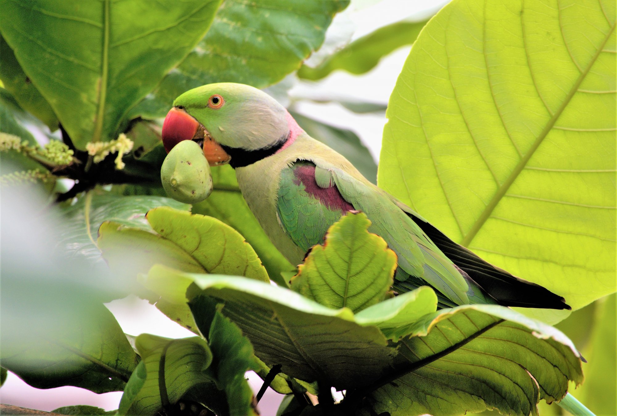 DSC07323_AlexandrianParakeetWithBadamThePark24Aug2019.jpg