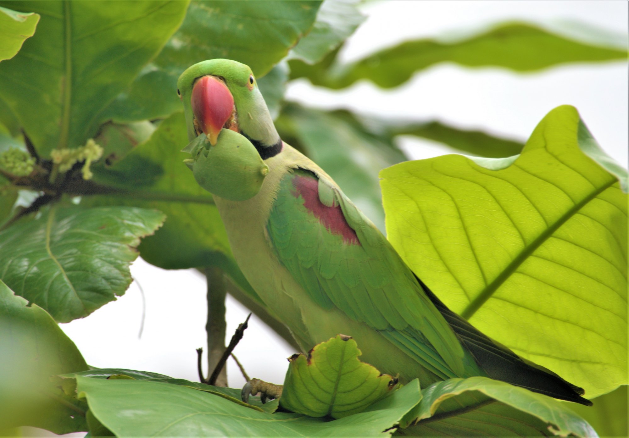 DSC07324_AlexandrianParakeetWithBadamThePark24Aug2019.jpg