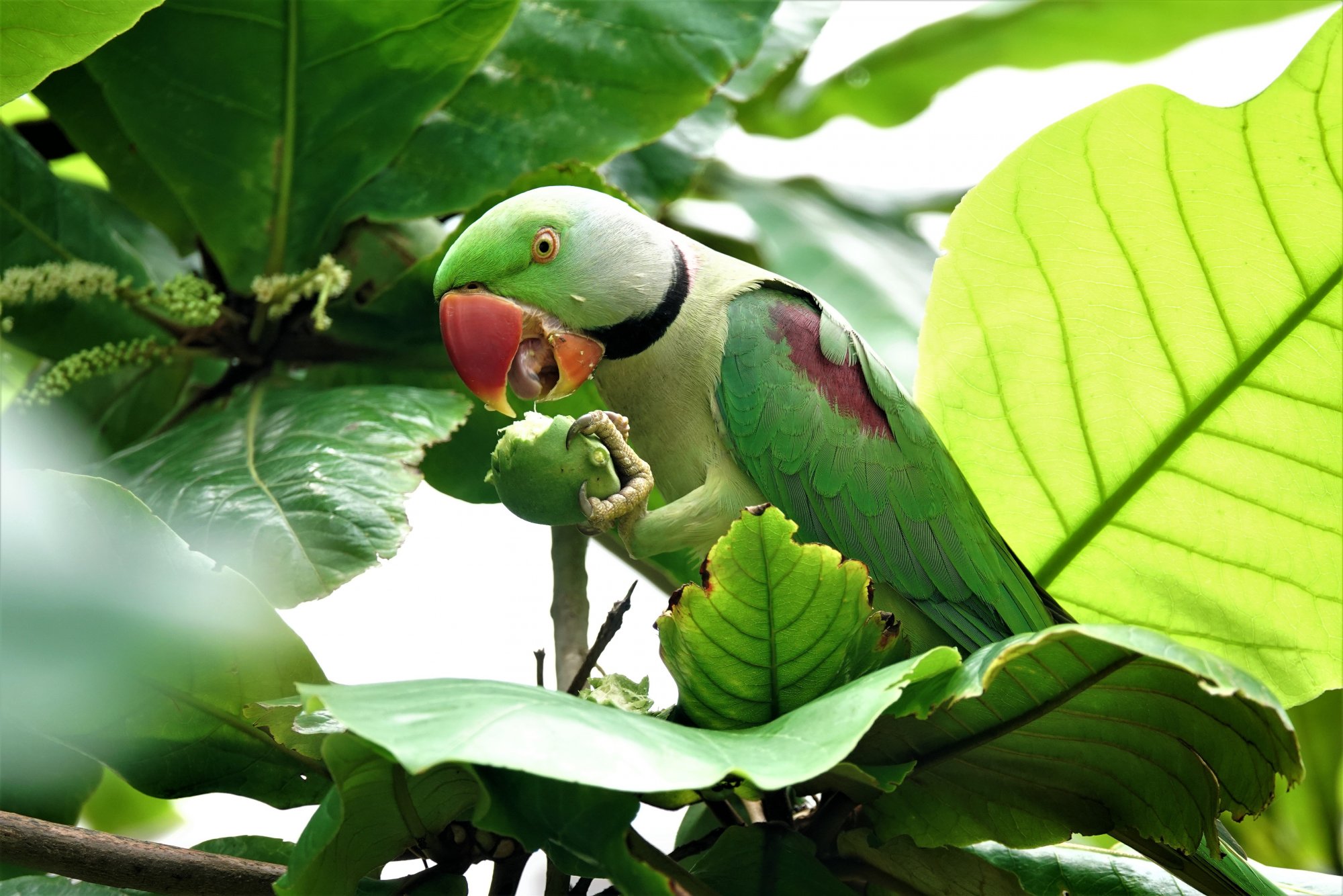 DSC07326_AlexandrianParakeetWithBadamThePark24Aug2019.jpg