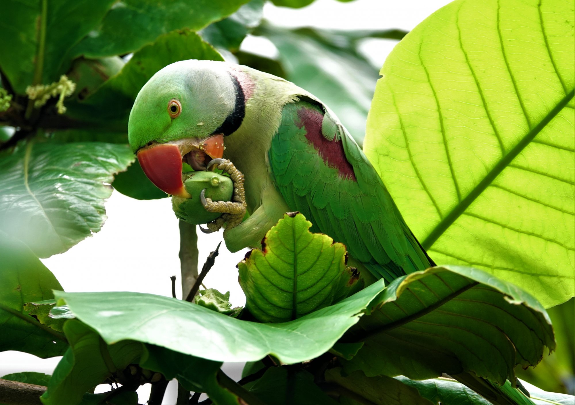 DSC07342_AlexandrianParakeetWithBadamThePark24Aug2019.jpg