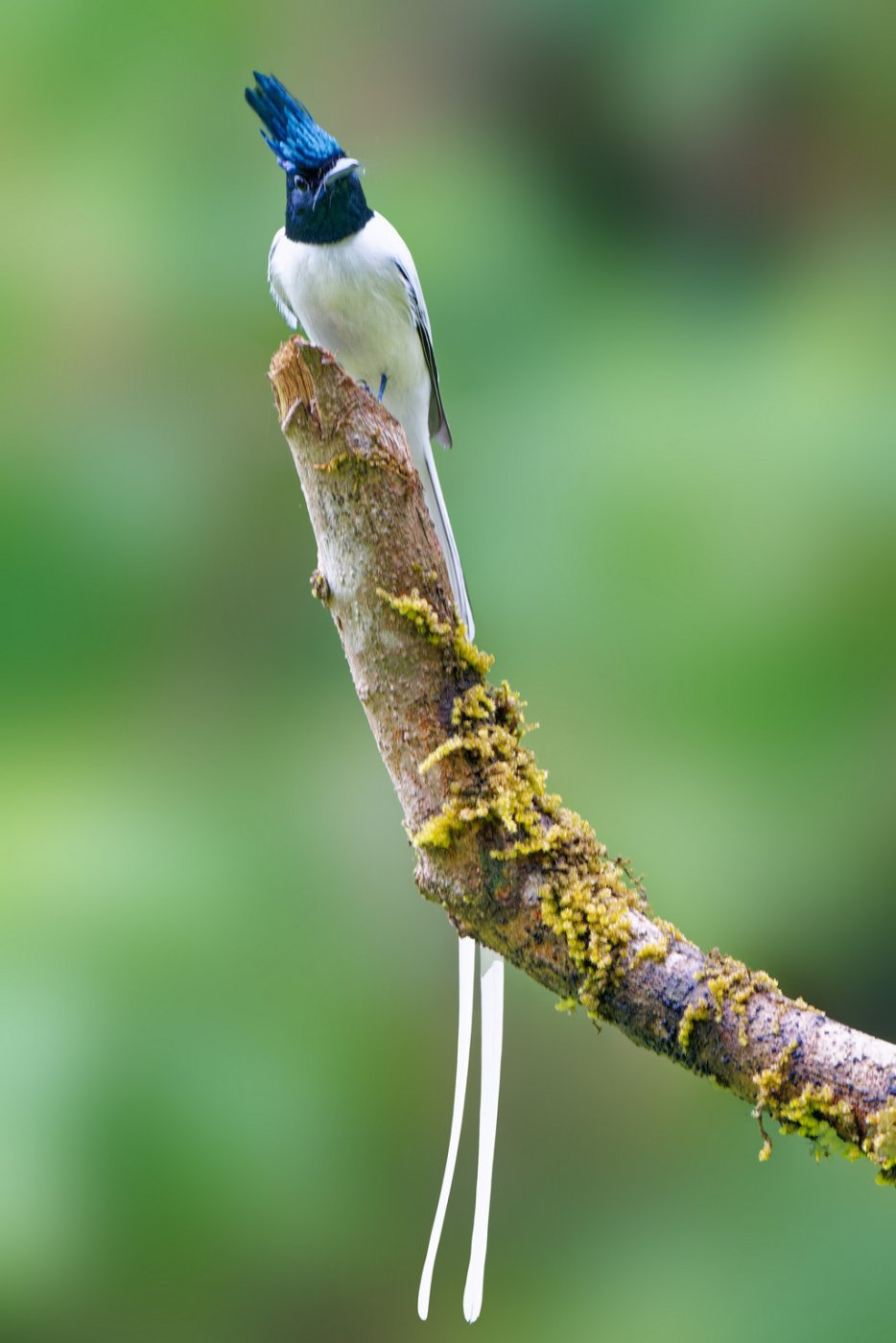 DSC07853__ParadieFlyCatcher_Ganeshgudi_12Dec2022.jpg