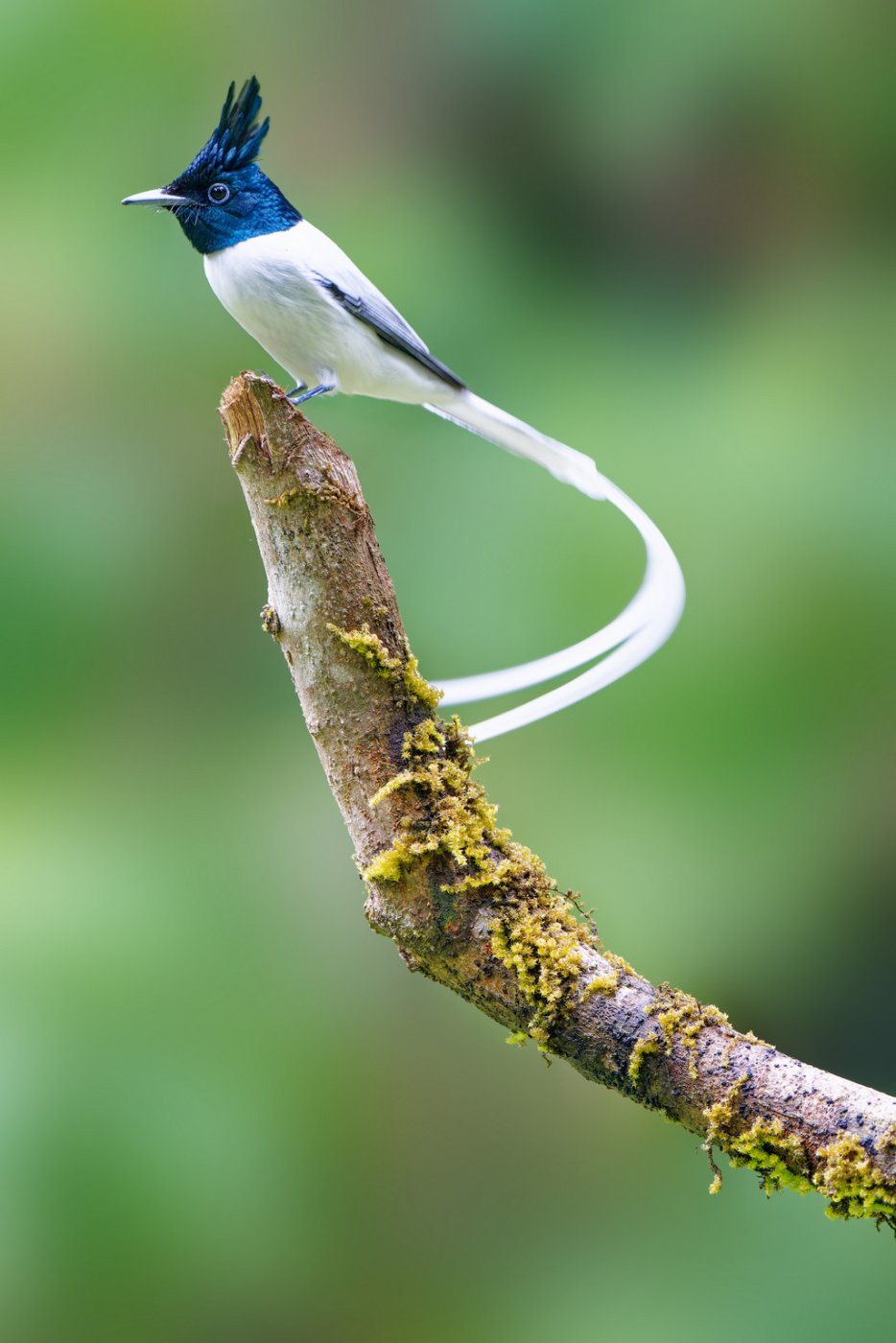 DSC07860__ParadieFlyCatcher_Ganeshgudi_12Dec2022.jpg