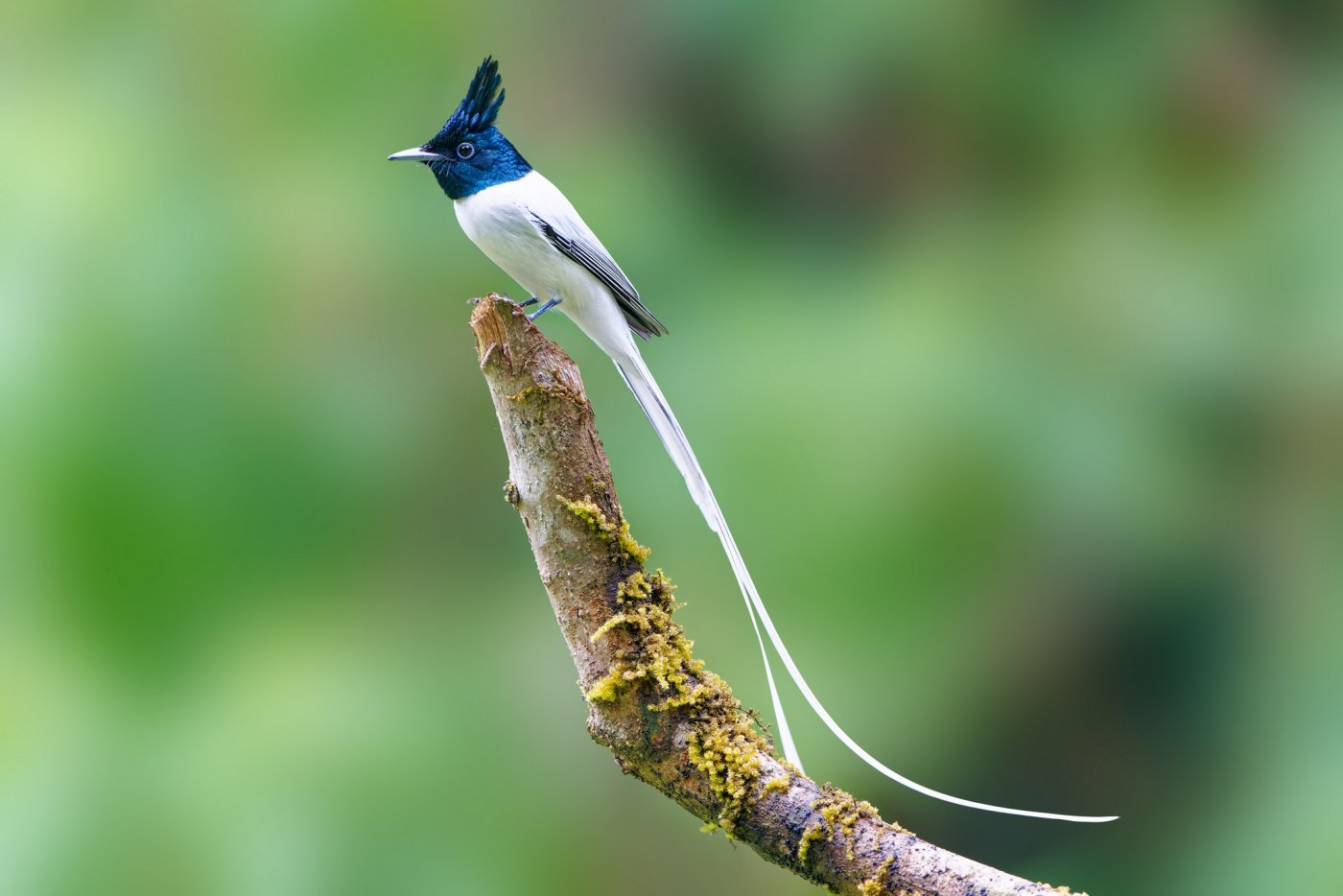 DSC07862__ParadieFlyCatcher_Ganeshgudi_12Dec2022.jpg