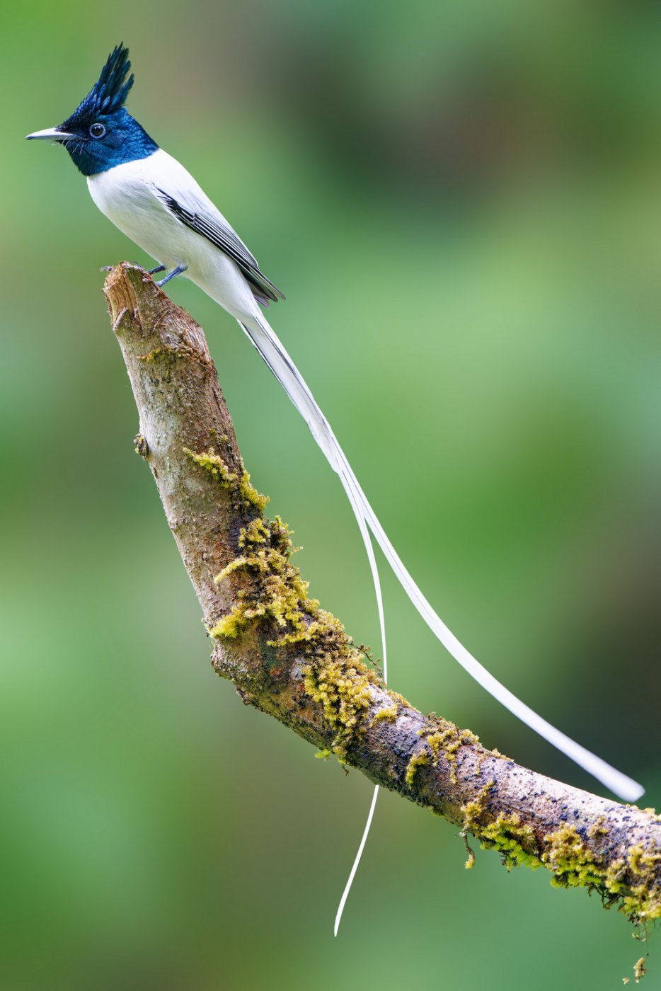 DSC07863__ParadieFlyCatcher_Ganeshgudi_12Dec2022.jpg