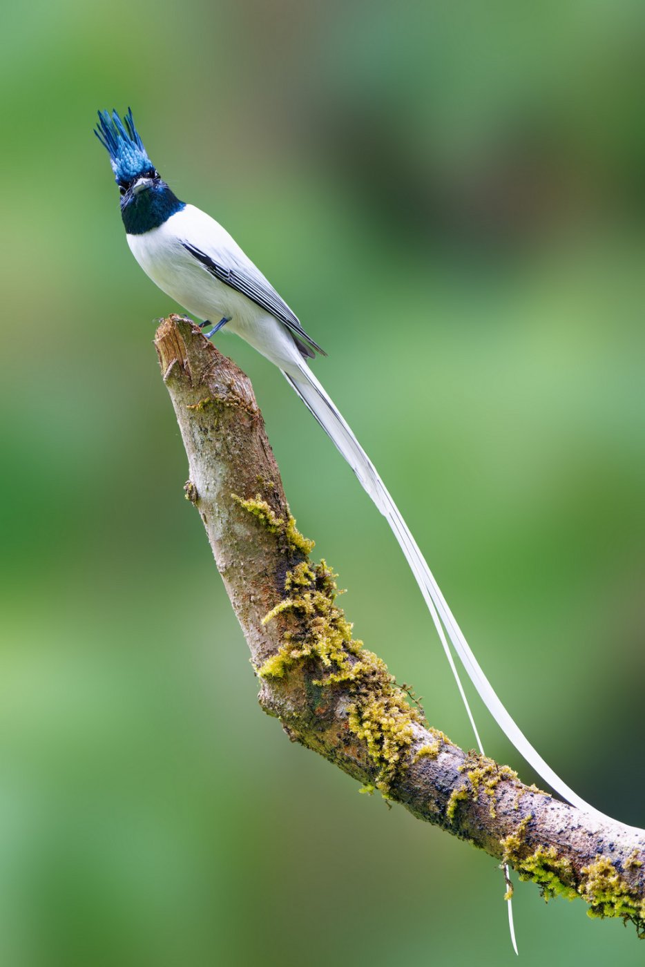 DSC07902__ParadieFlyCatcher_Ganeshgudi_12Dec2022.jpg