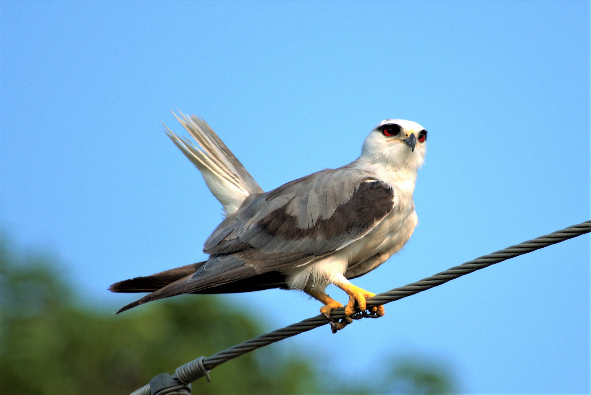 DSC07928_BlackWingedKiteKhanaCM24Jun2019.jpg