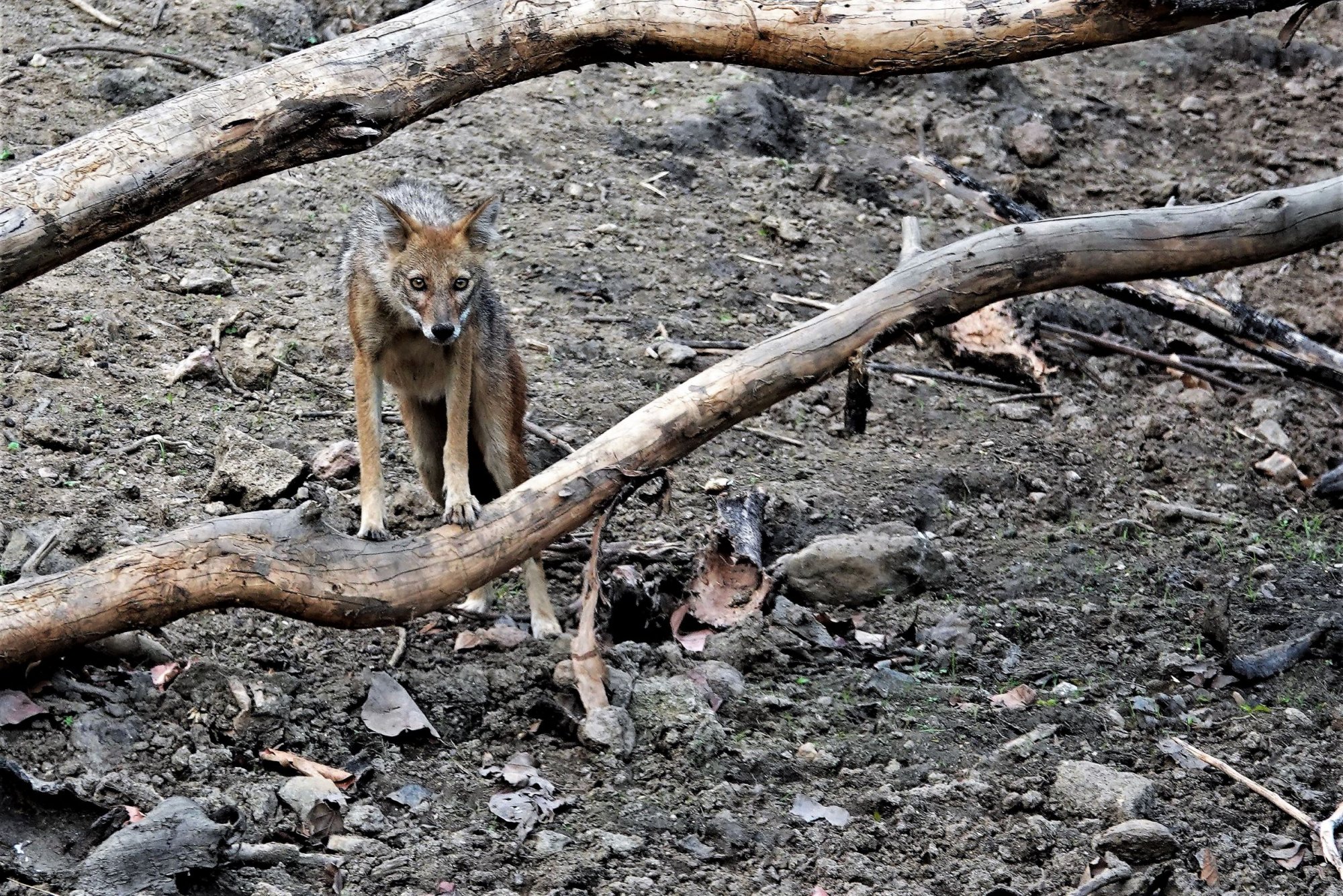 DSC08707_JackalsKanha25Jun2019Web.jpg