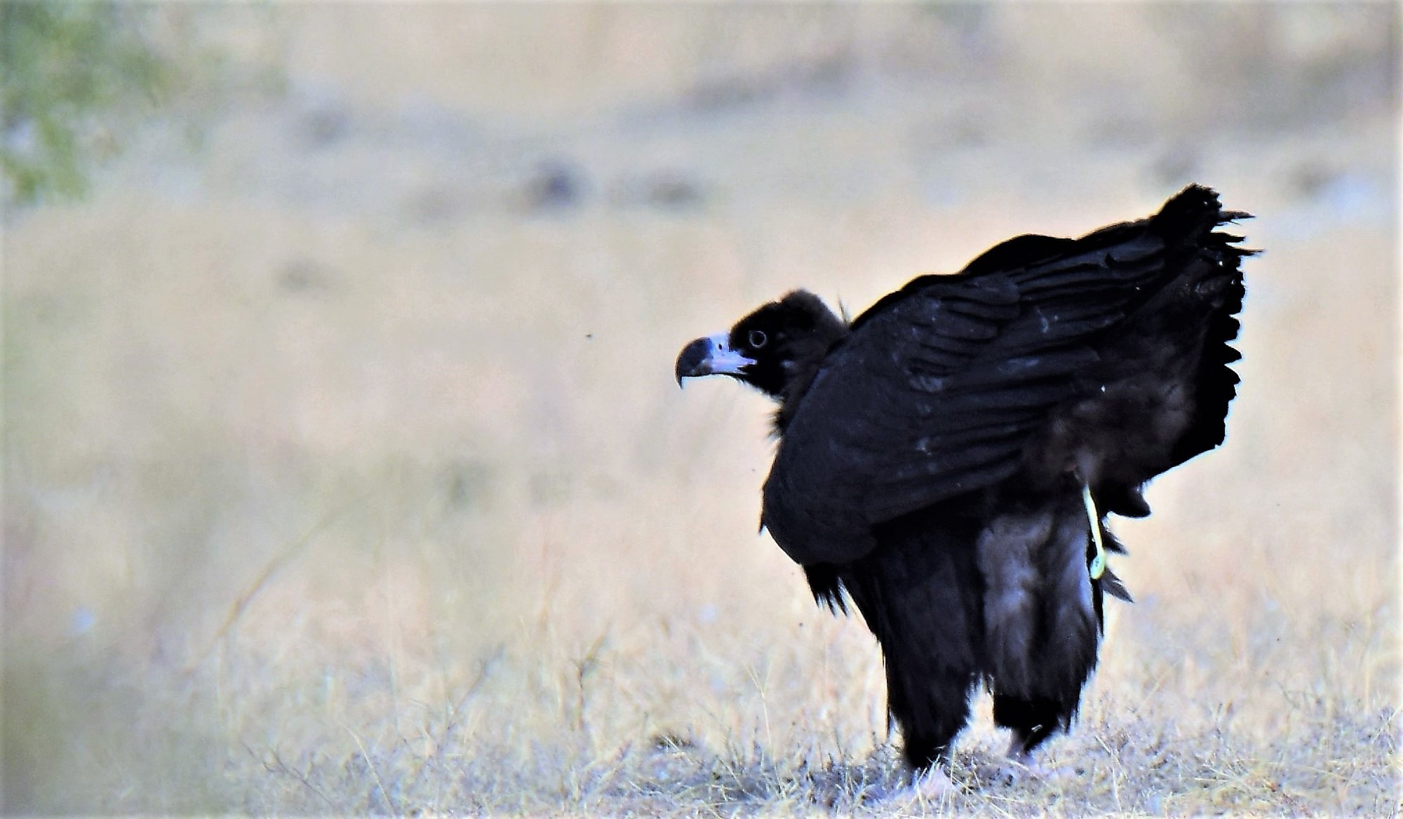 DSC_0018_CinerousVultureBikaner27Nov2018.JPG