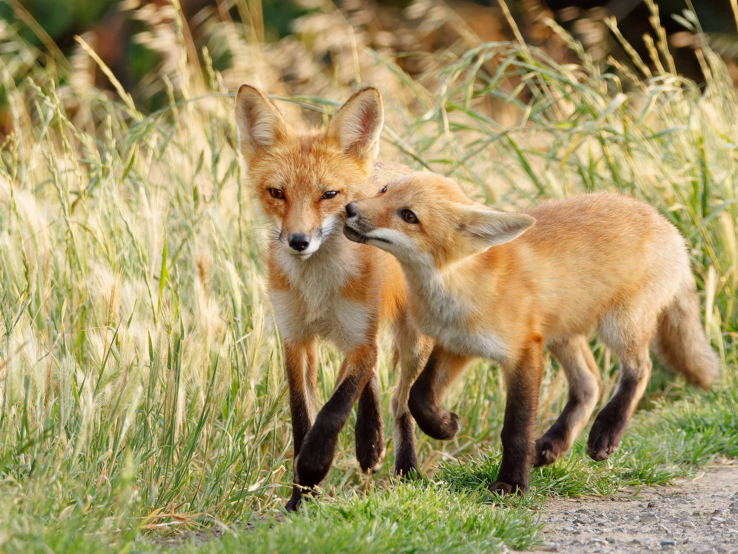 Red Foxes | Backcountry Gallery Photography Forums