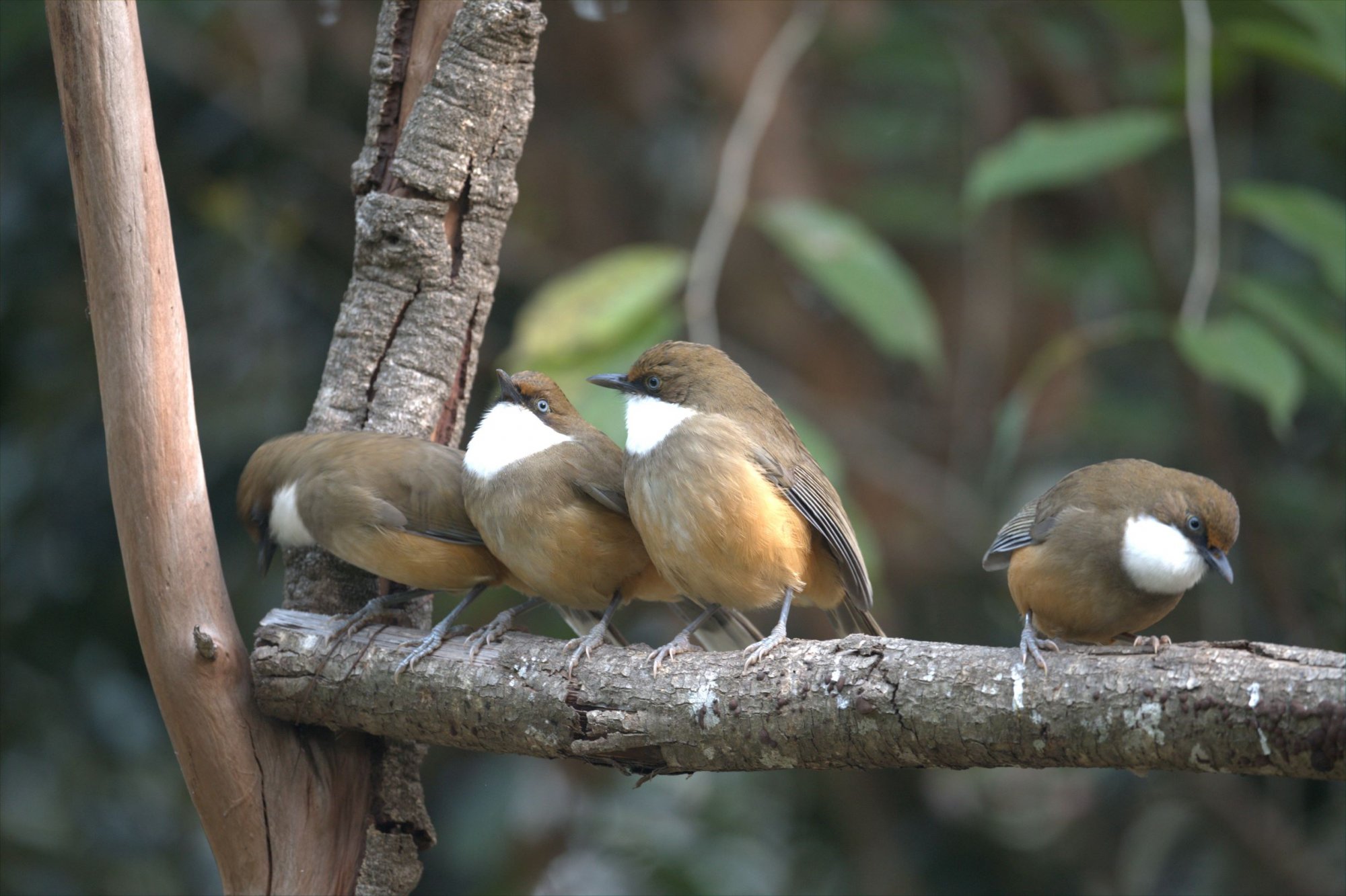 DSC_0185WhiteThroatedLaughingThrushSattal08Nov2020NoPPWeb.jpg