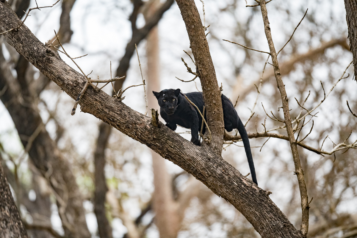 panther in a tree