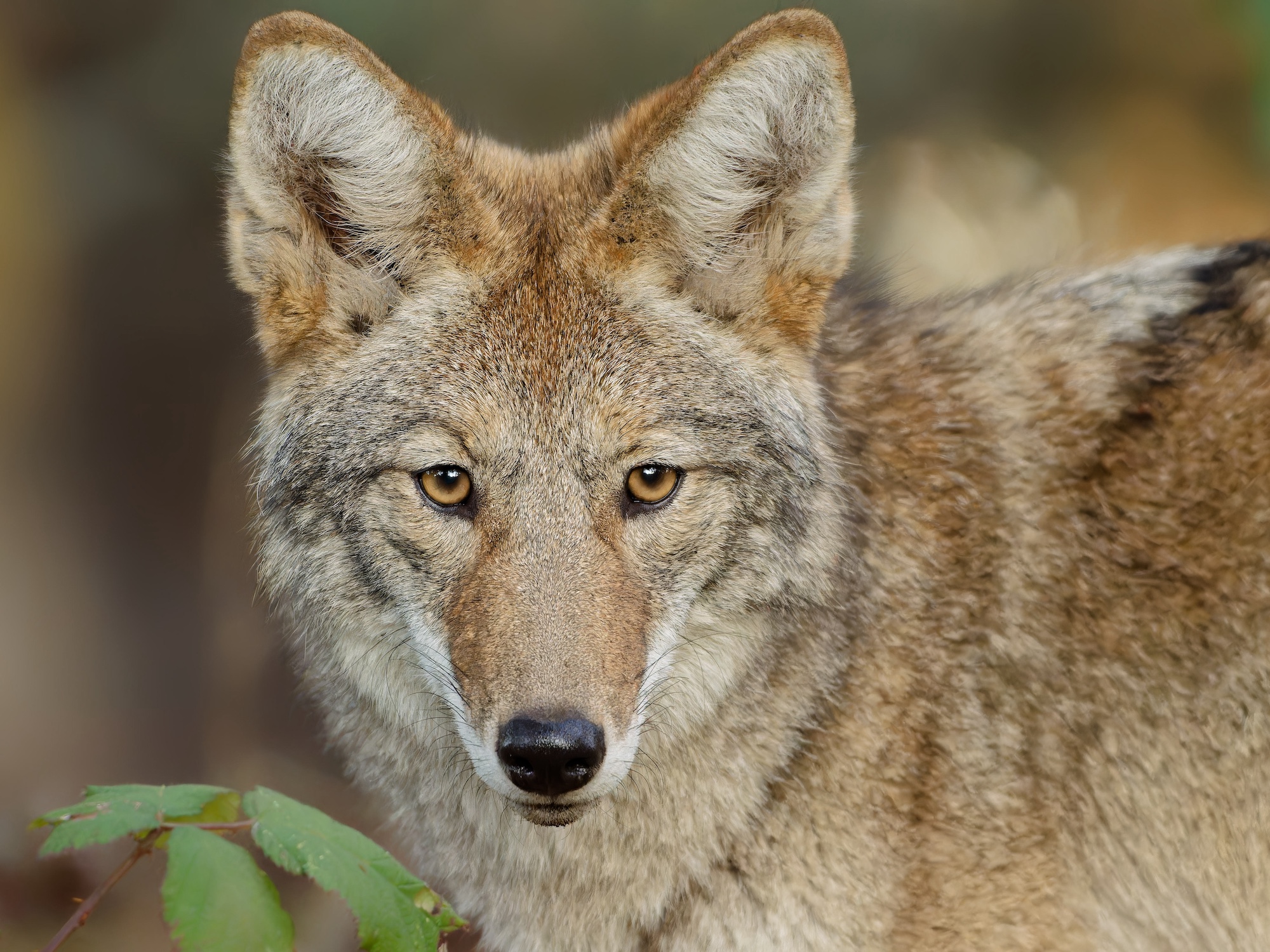 Golden Gate Park coyotes! | Backcountry Gallery Photography Forums