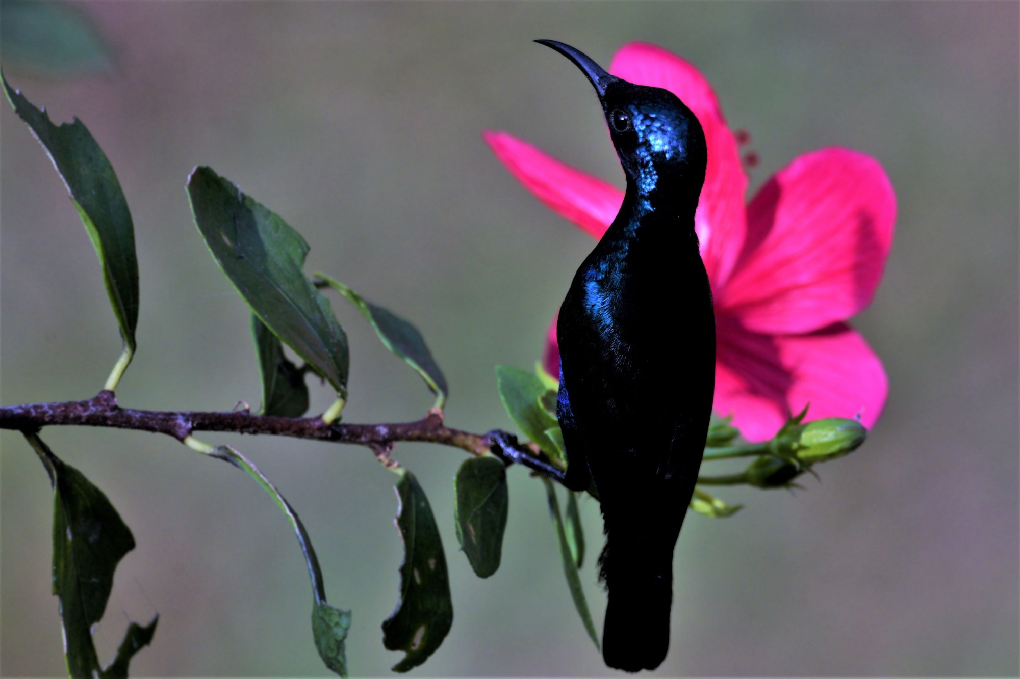 DSC_0903_PurpleSunbirdChiplun29Dec2019ProcessedWeb.jpg