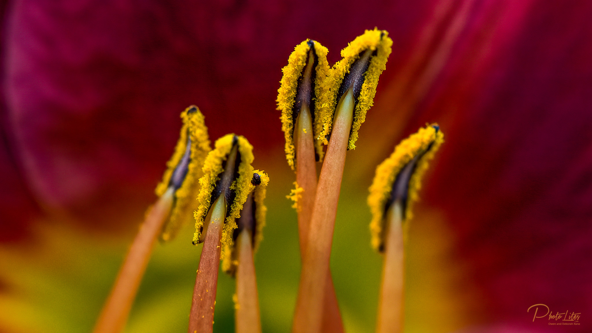 DSC_0999-Edit_Photolites Canada Owen &  Deb Kane_Stamen Power_August 19, 2013.JPG