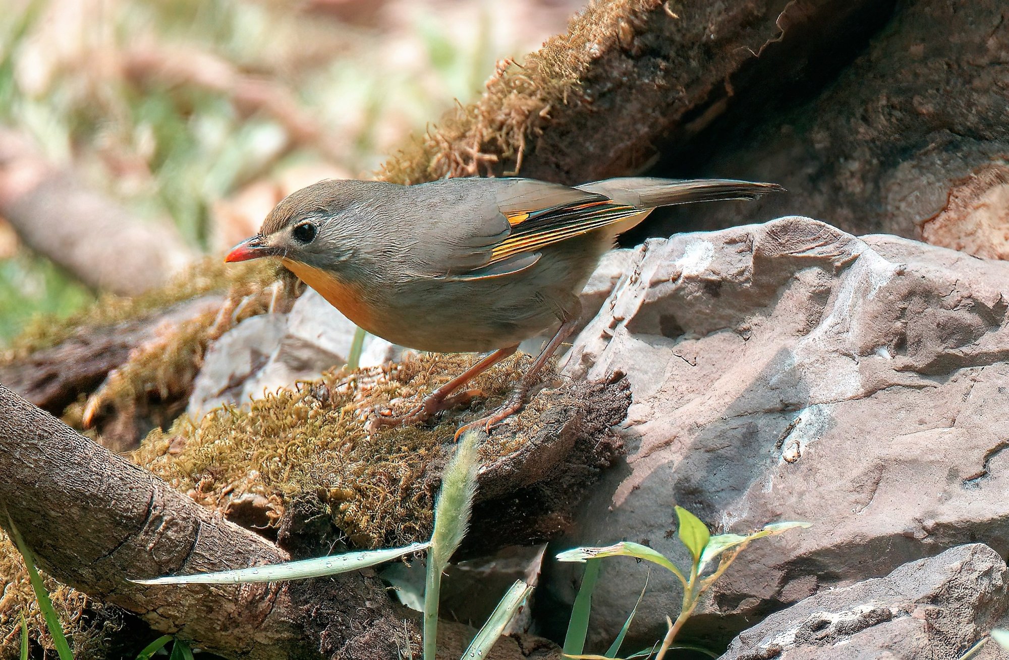 DSC_1387_Red-billed leiothrix_SattalStudio24Apr2019.jpeg