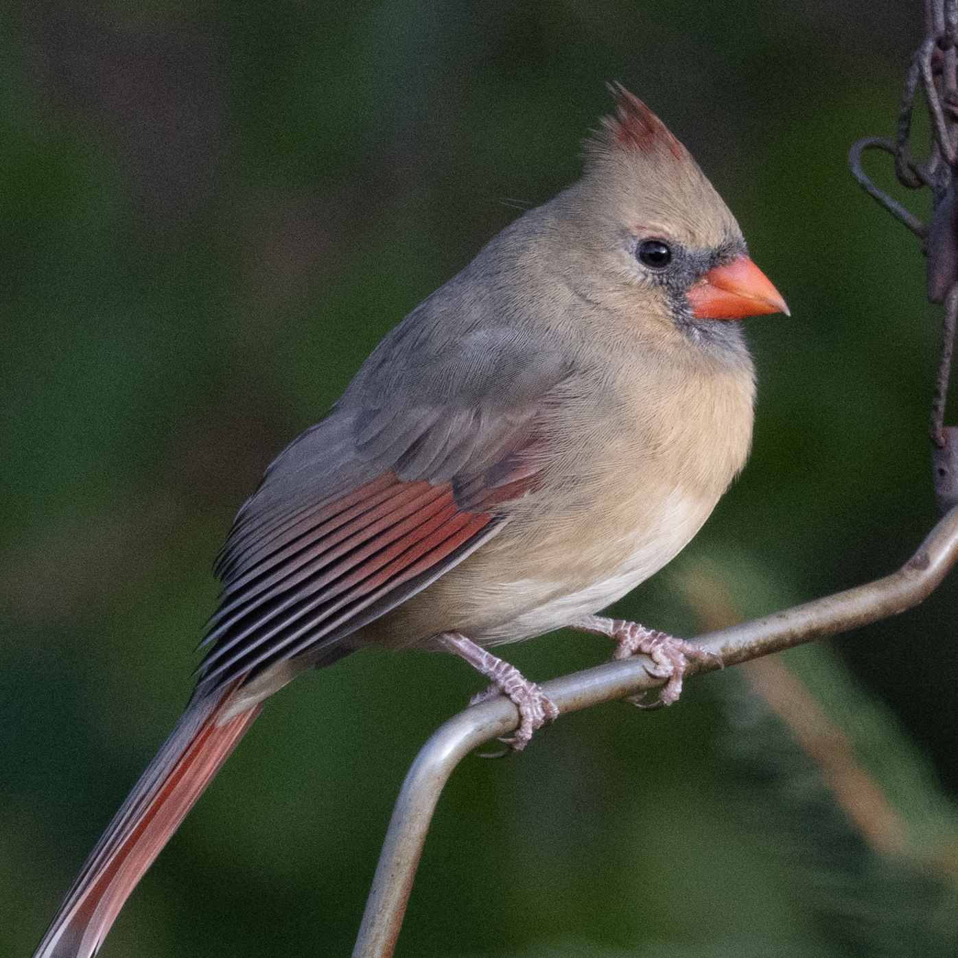 DSC_1795 female cardinal 1400 px crop.jpg