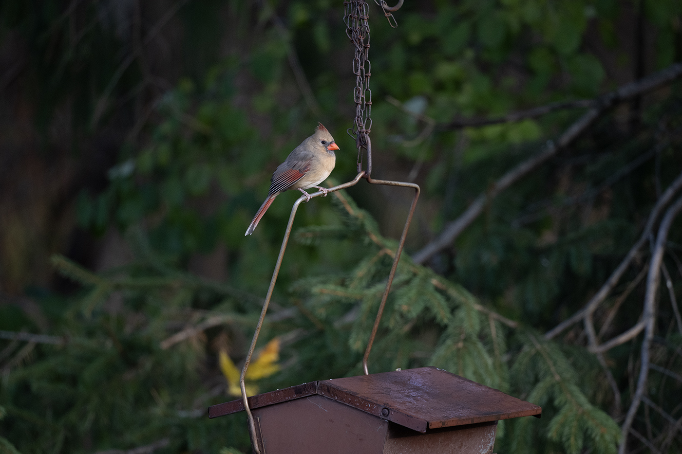 DSC_1795 female cardinal example entire image.jpg