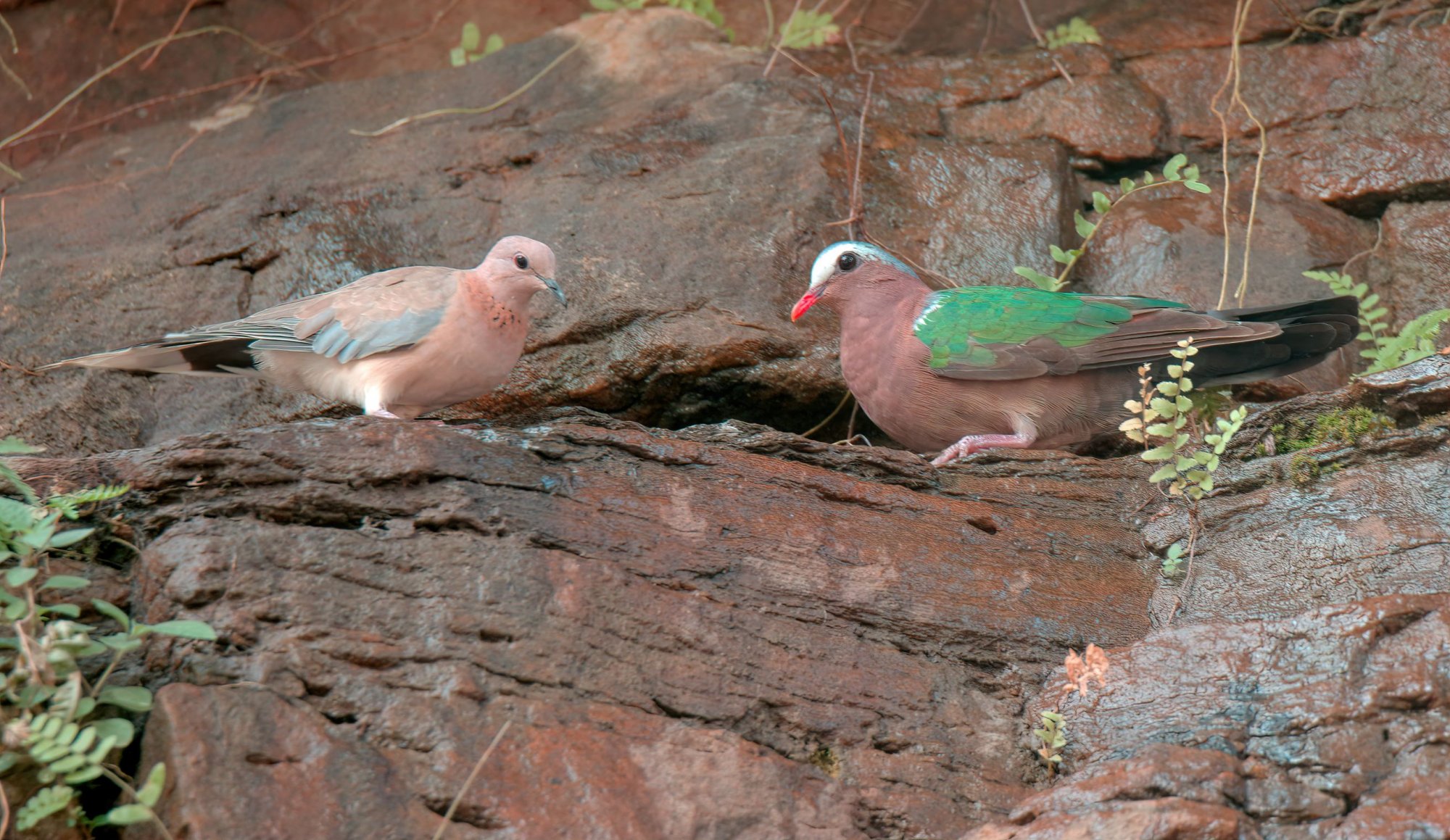 DSC_2765_LaughingDove_EmeraldDoveUmaMaheshwaram11May2019WEb.jpeg