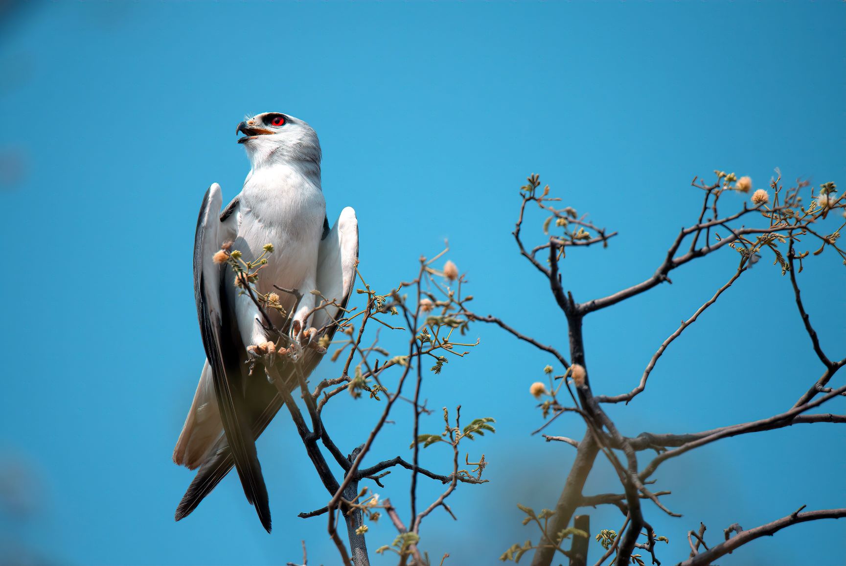 DSC_2889_BlackWingedKiteUmaMaheshwaram11May2019Web.jpeg