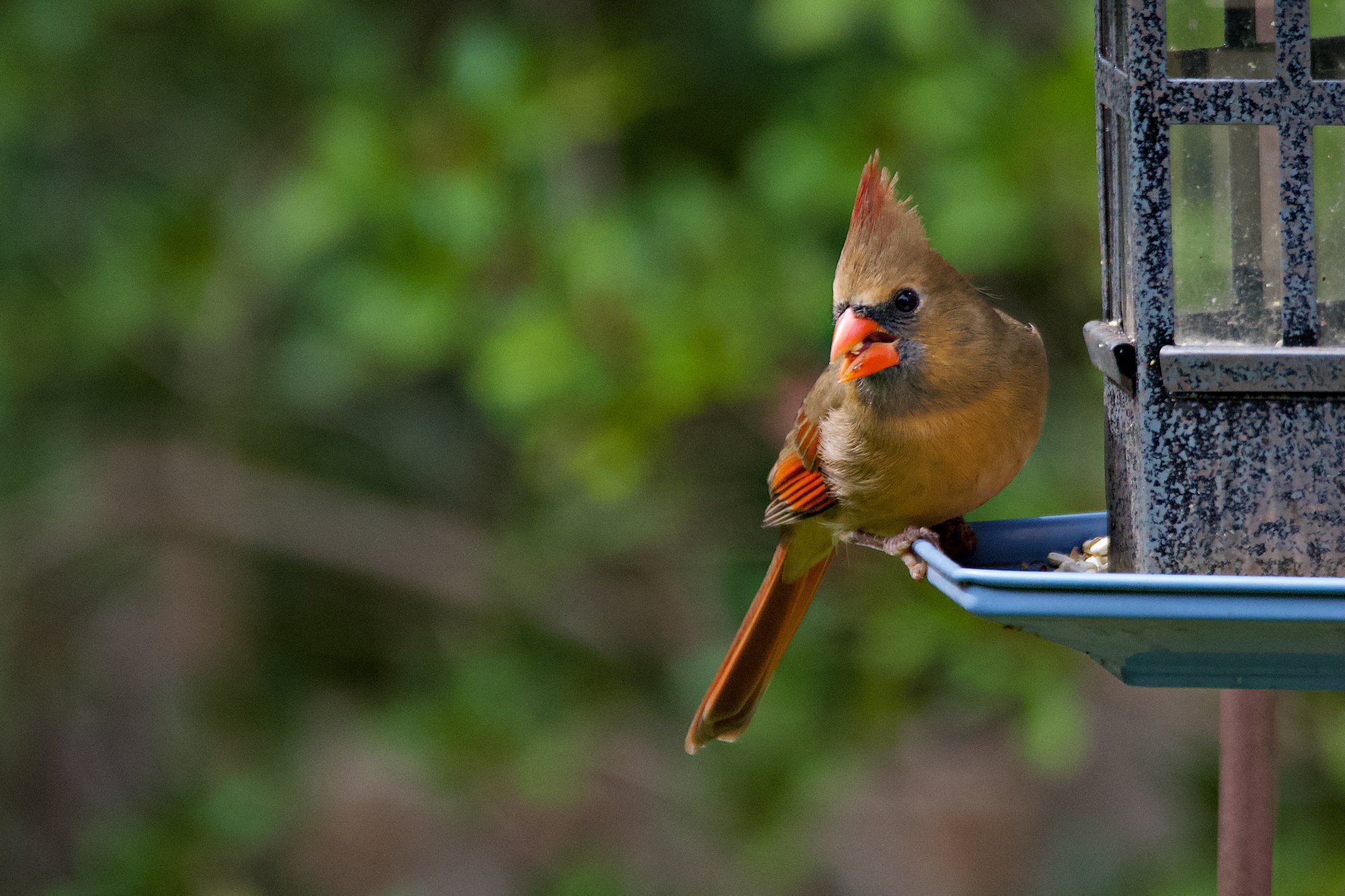 DSC_5032CardinalFem.jpg