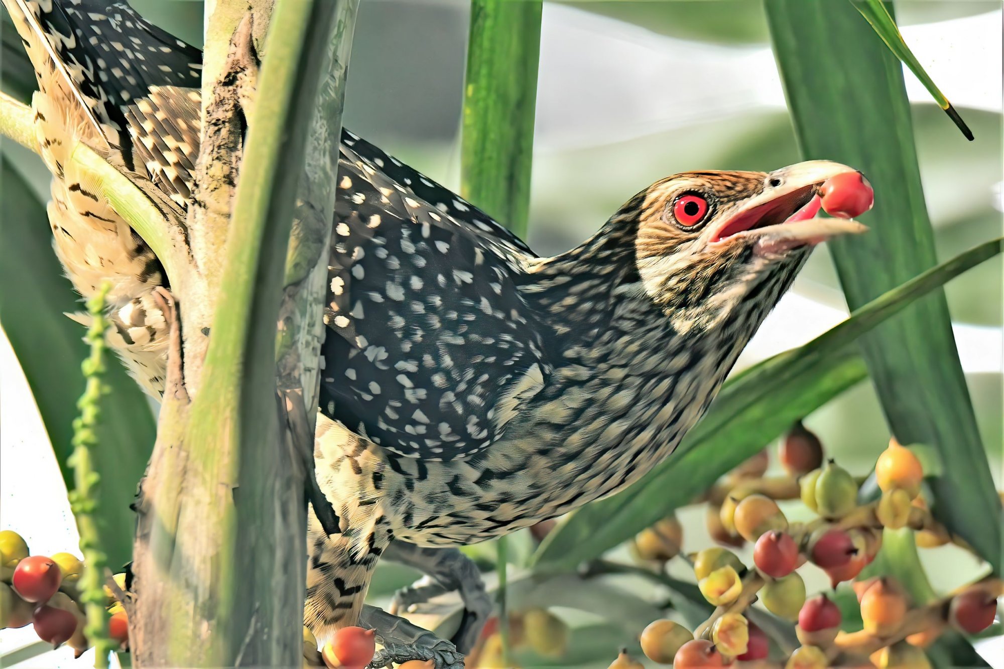 DSC_5782_AsianKoelRabindraSarovar23Feb2019ProcessedWeb.jpg