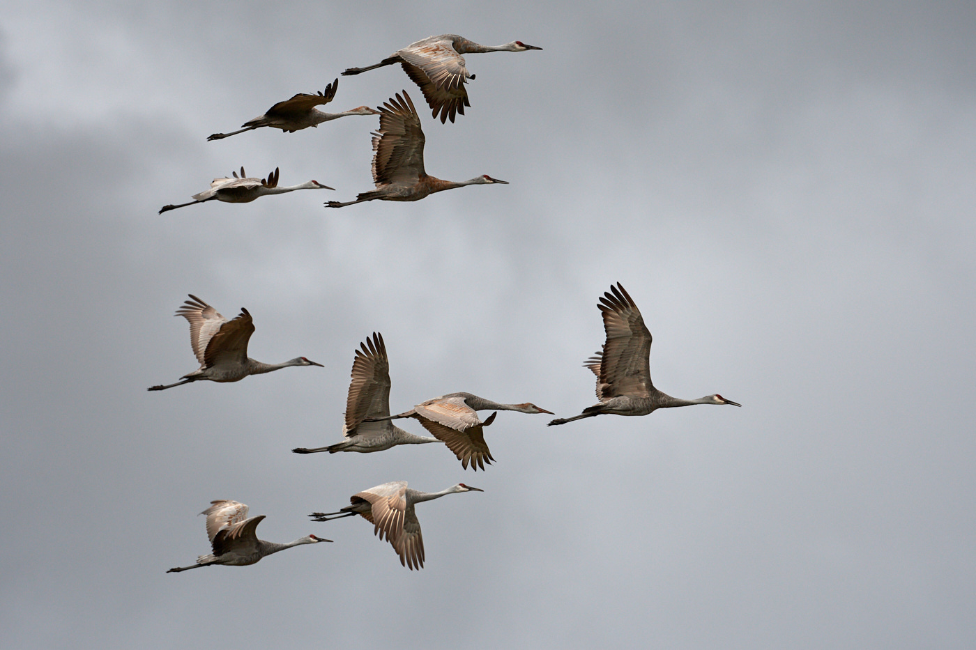 DSC_7070Sandhill Cranes 1.jpg