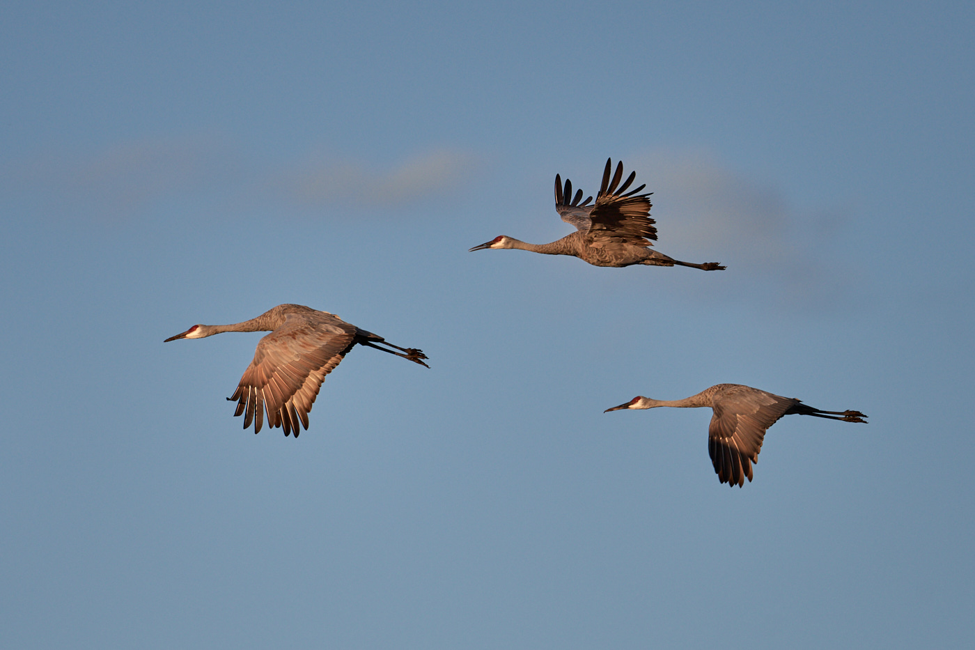 DSC_7153Sandhill Cranes 1.jpg