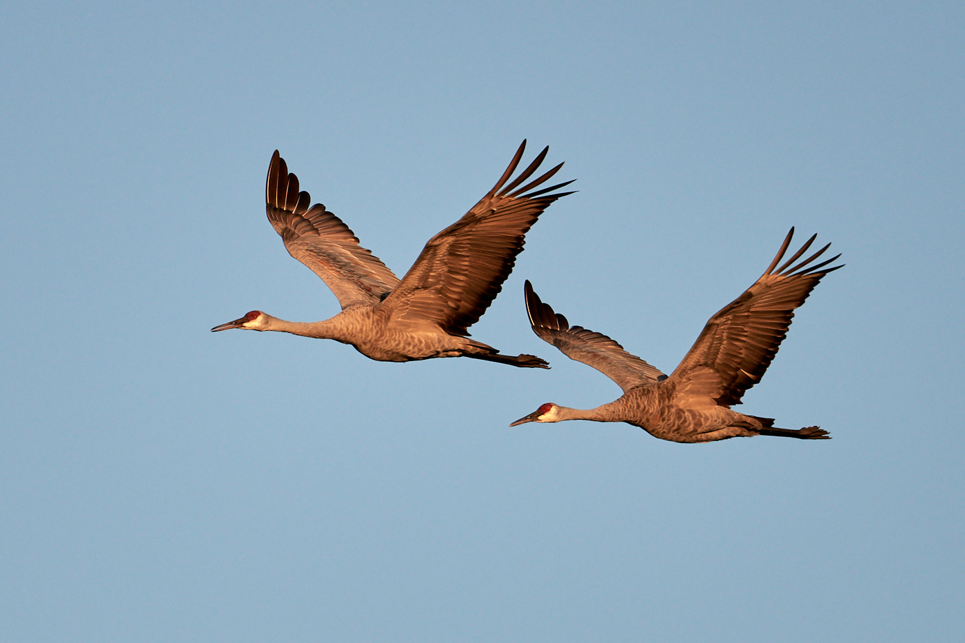 DSC_7169Sandhill Cranes 1.jpg