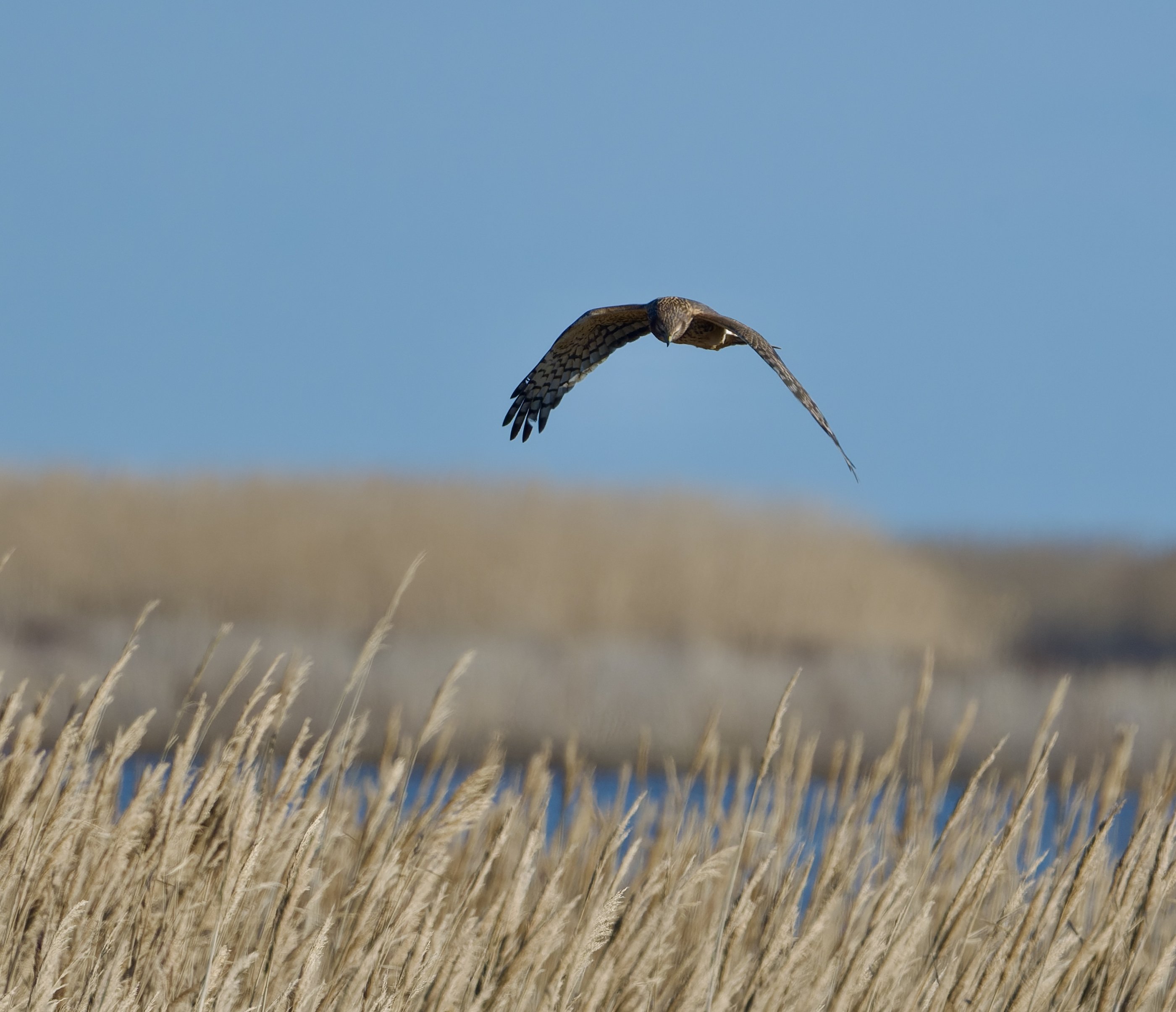Northern Harrier | Backcountry Gallery Photography Forums