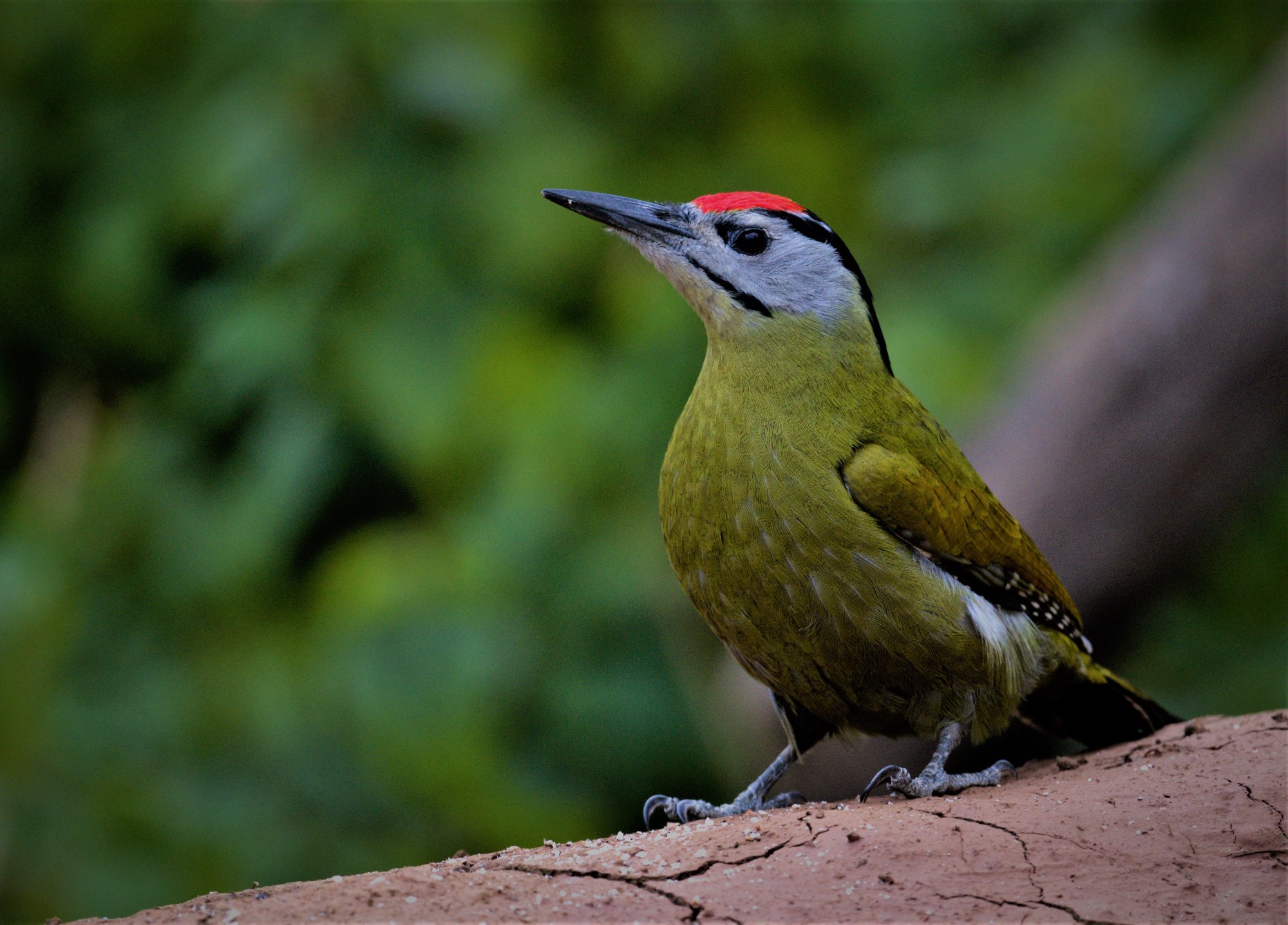 DSC_7347_GrayHeadeWoodpeckerSattal07Nov2019.jpg