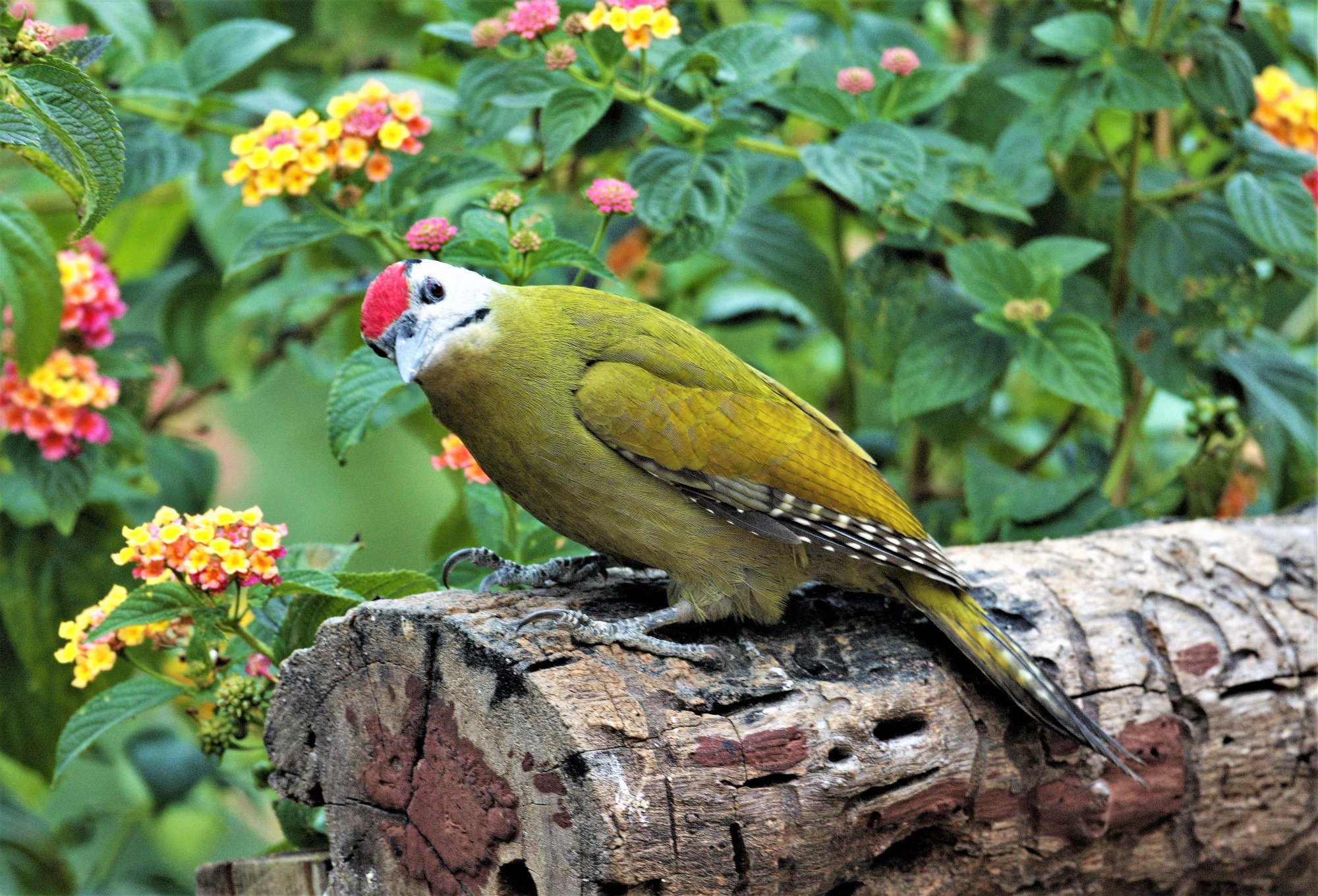 DSC_7363_GrayHeadeWoodpeckerSattal07Nov2019.jpg