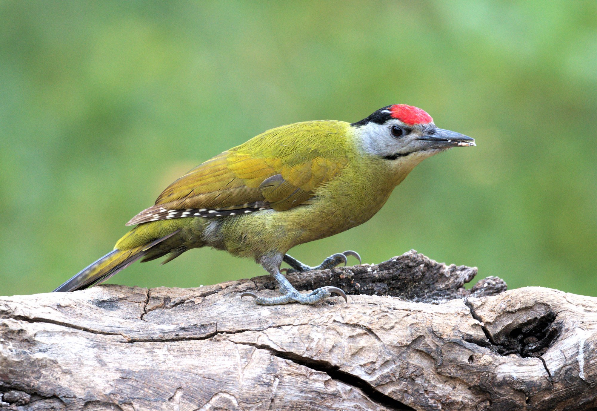 DSC_7434_GrayHeadeWoodpeckerSattal07Nov2019.jpg