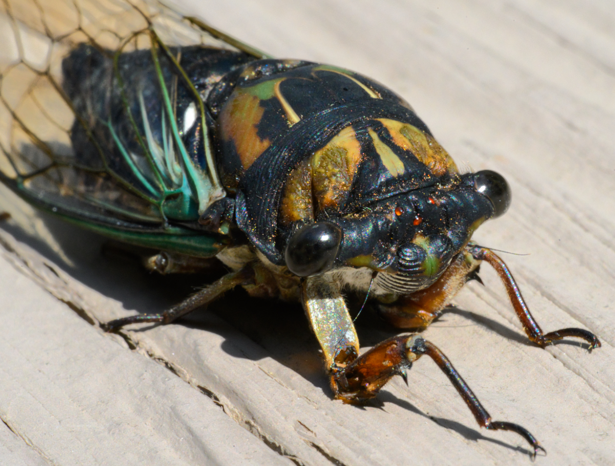 DSC_7844cicada1.jpeg