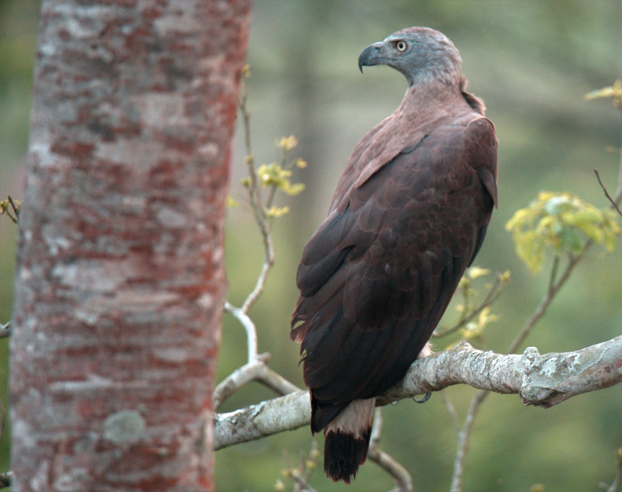 DSC_8390_GreyHeadedFishEagleKazirangaEastern12Mar2019web.jpeg