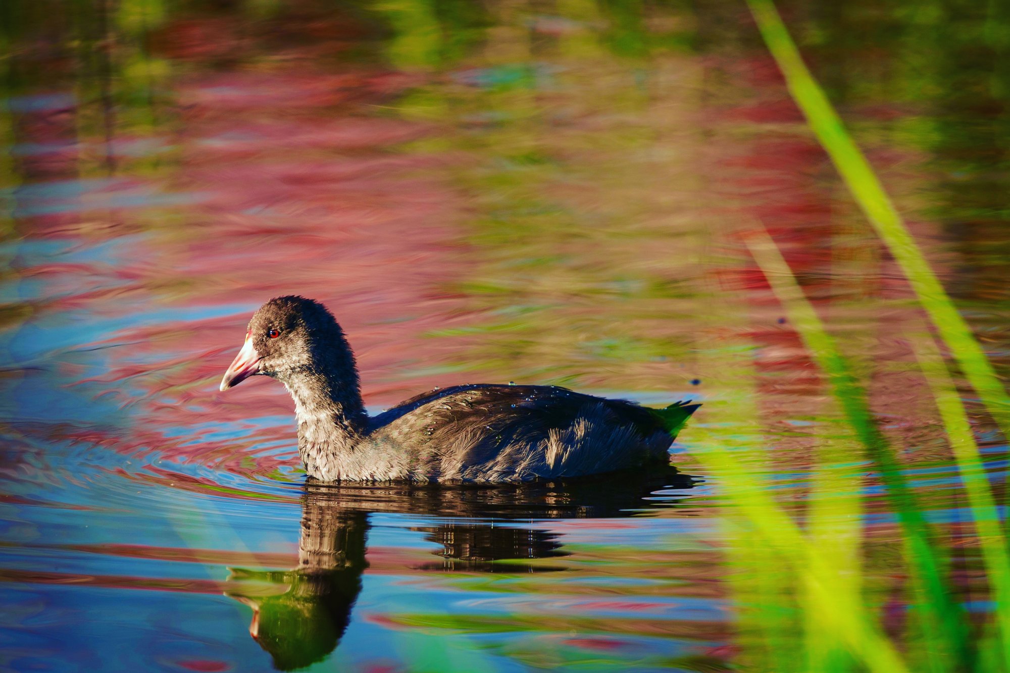 duck on red reflection.jpg