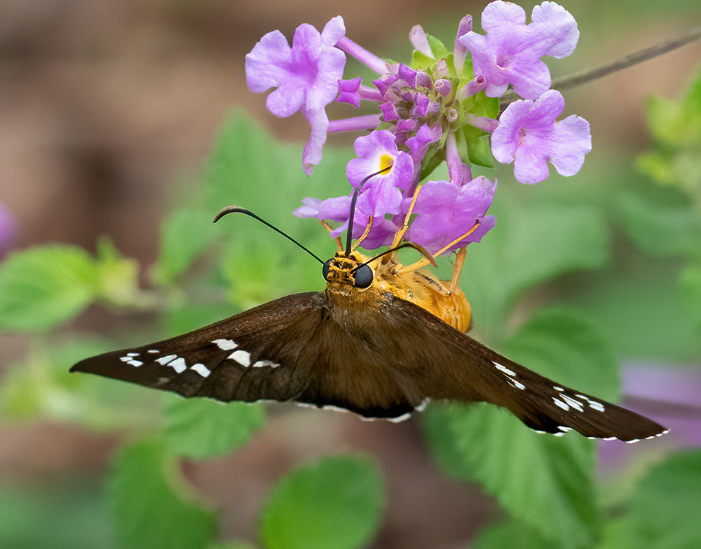 Dull Firetip DSC03818-denoise-denoise.jpg