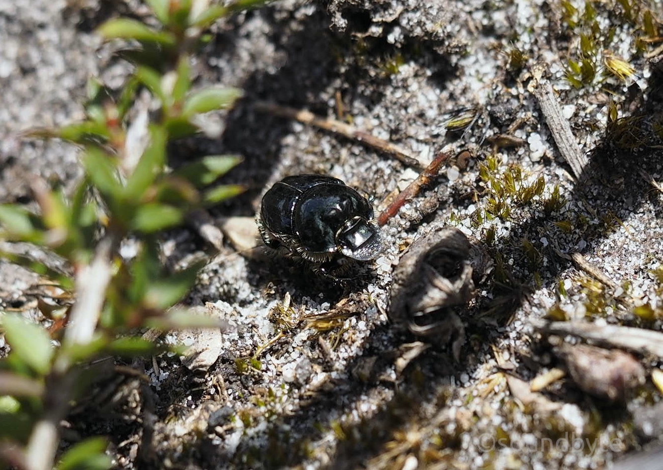 Dung_Beetle_241020_BCG.jpg