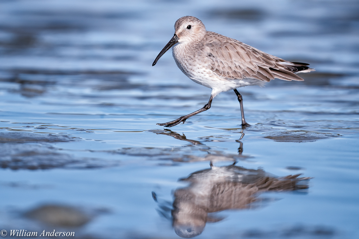 Dunlin.jpg