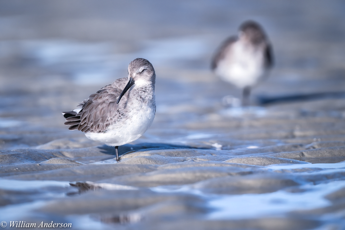 Dunlin.jpg