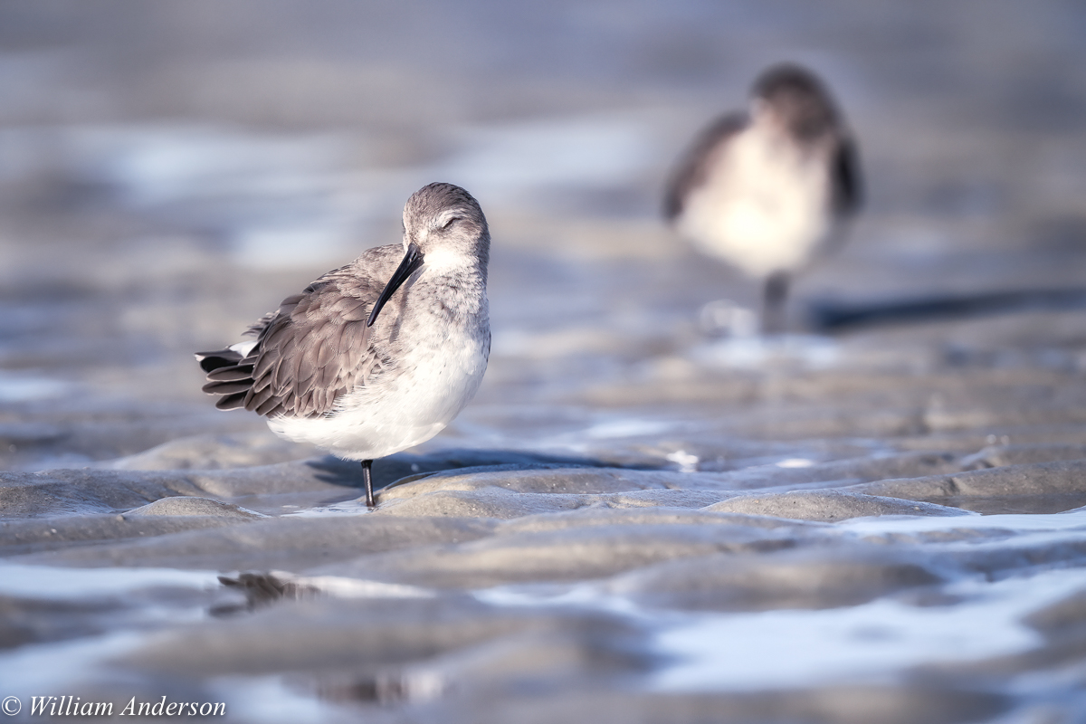 Dunlin4.jpg