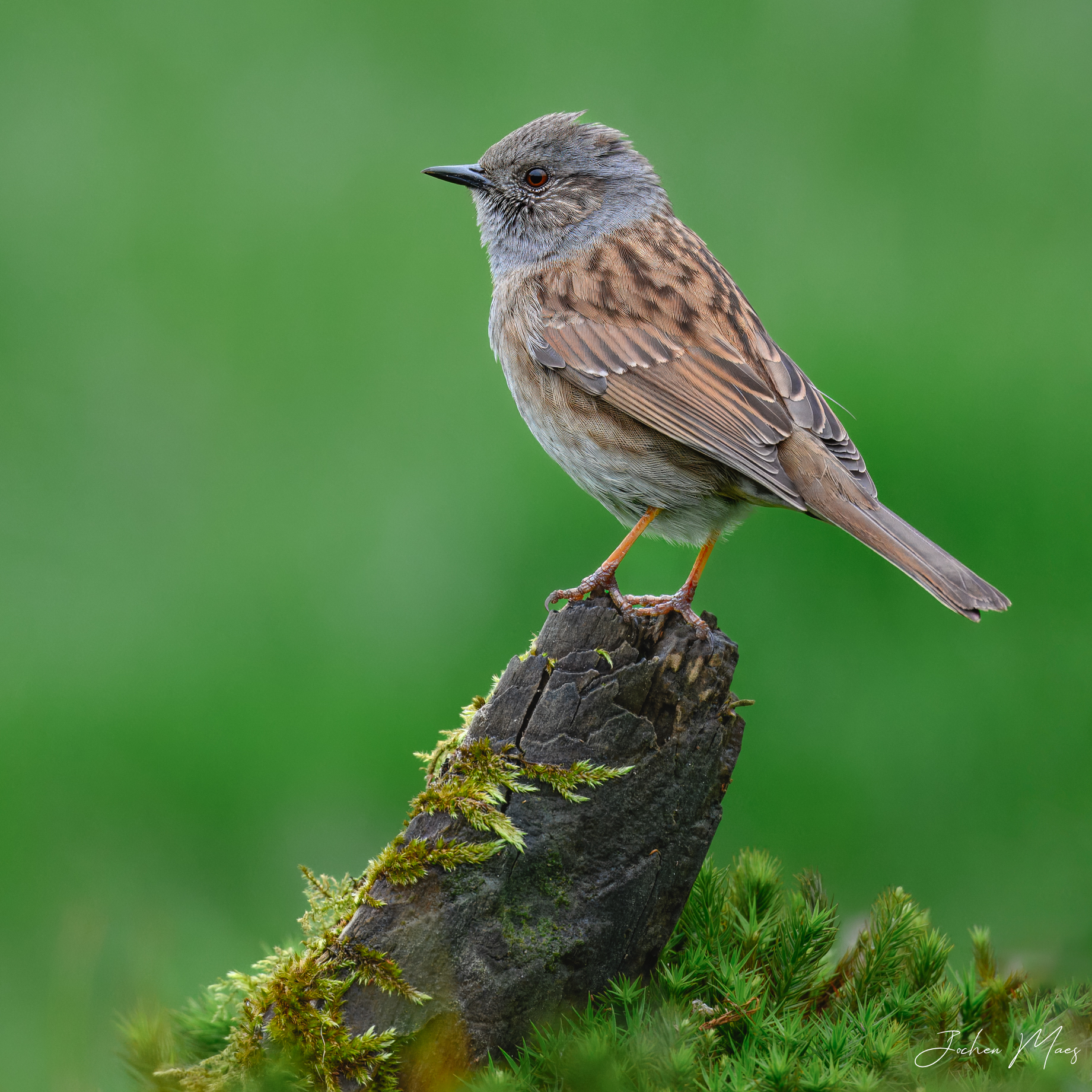 Dunnock.jpg