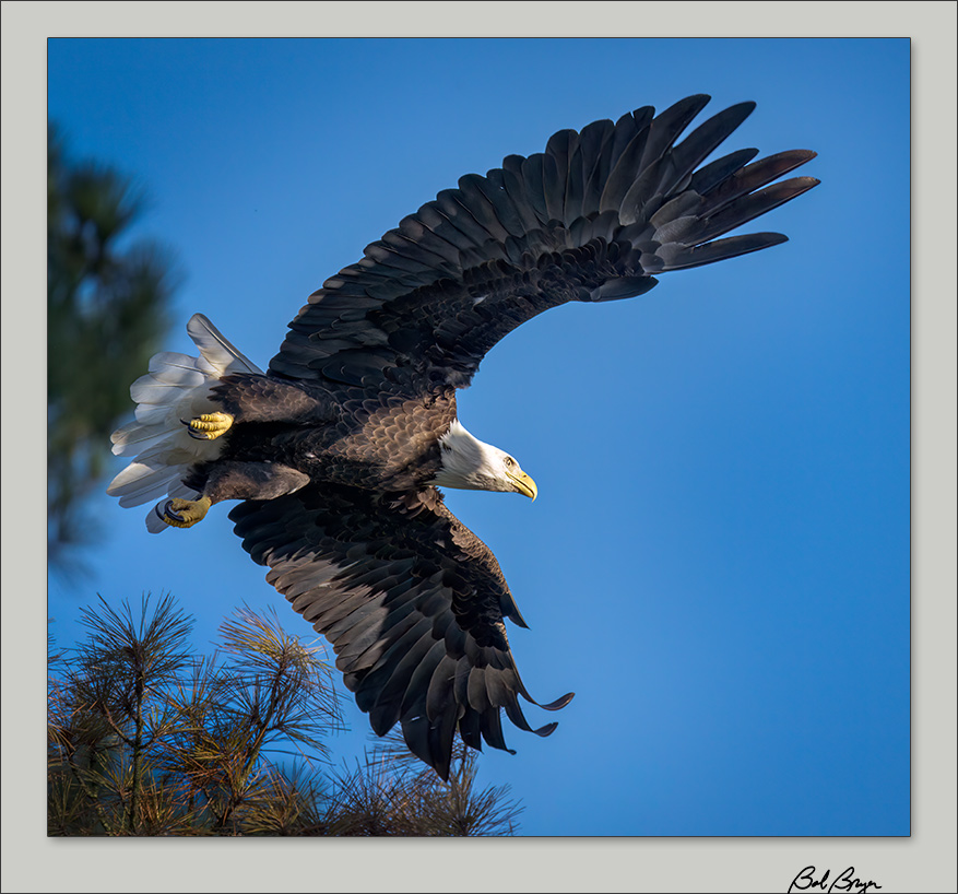 eagle-5.jpg
