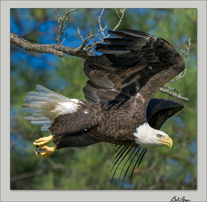 eagle-6.jpg
