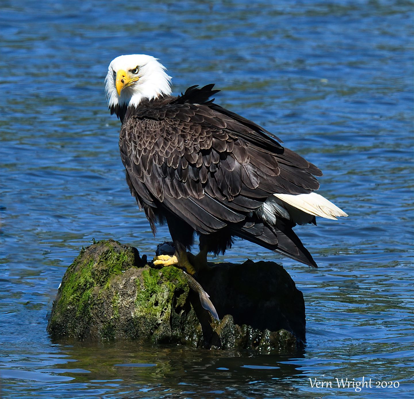 Eagle at Lunch .jpg