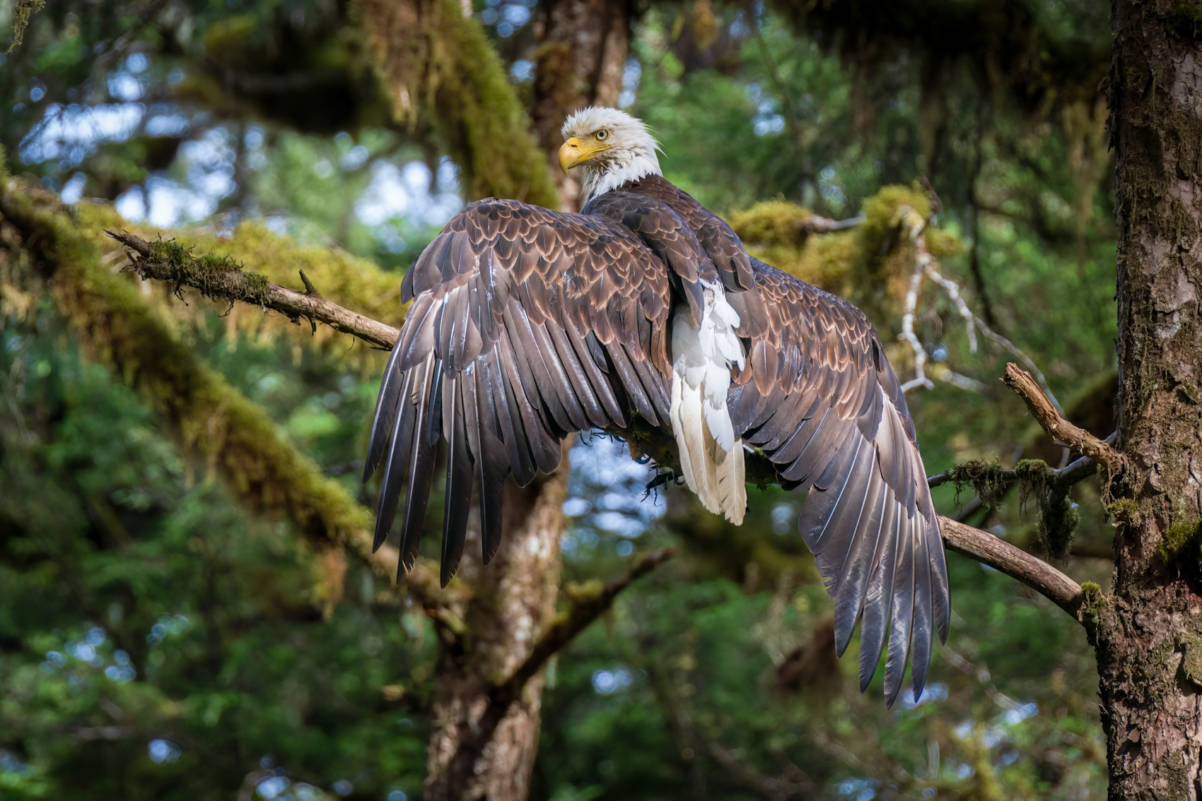 Eagle Drying Back (1).jpg