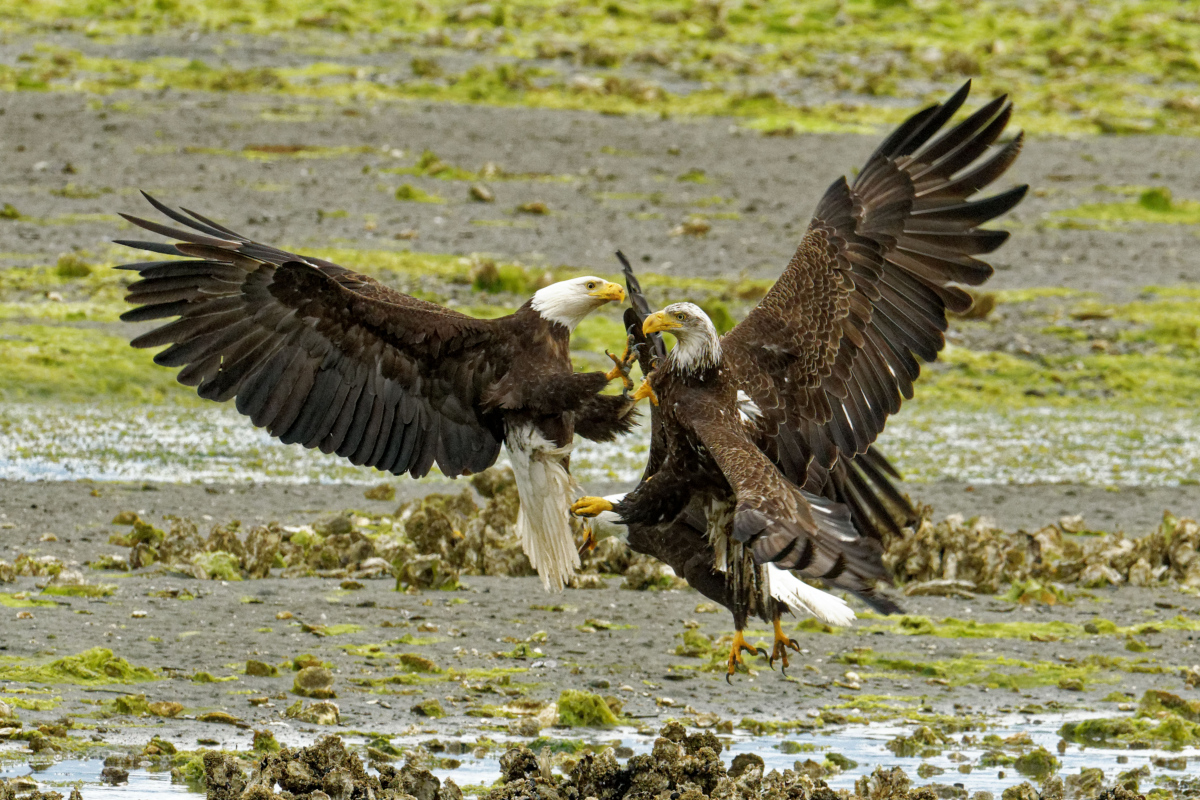 Eagle Fight.jpg